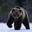 ursus